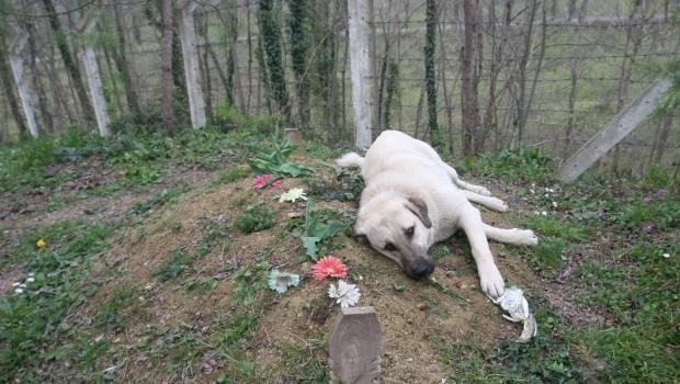 Zozo, il cane dal cuore spezzato. Ogni giorno sulla tomba del suo umano piange il suo dolore