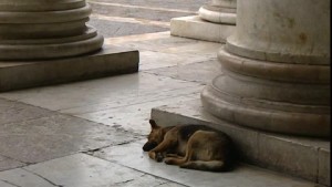 Un randagio dorme sotto il loggiato di piazza Plebiscito a Napoli
