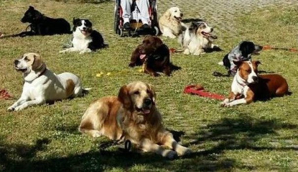 A Prato dati choc di Oipa sui maltrattamenti. Intanto il Comune apre lo sportello animali