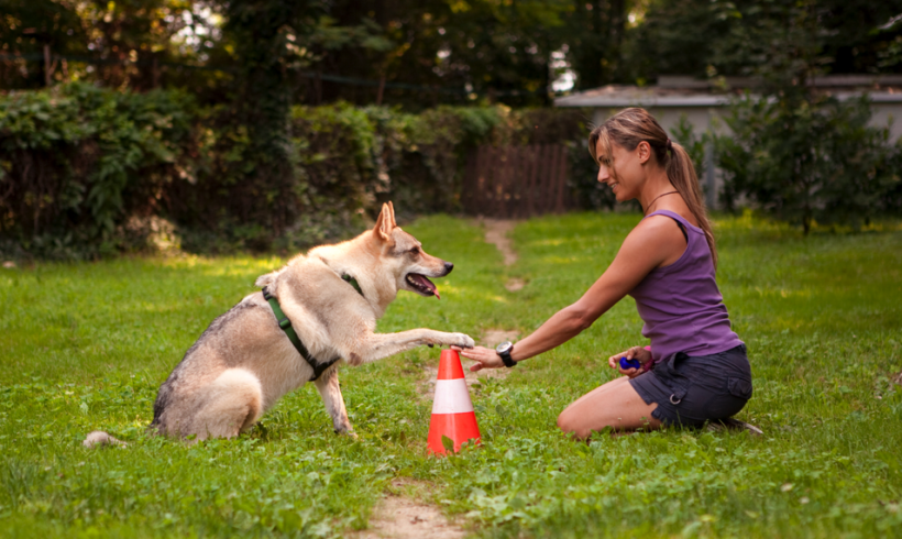 I cani ricordano proprio come le persone: lo conferma una ricerca coordinata dall’italiana Fugazza