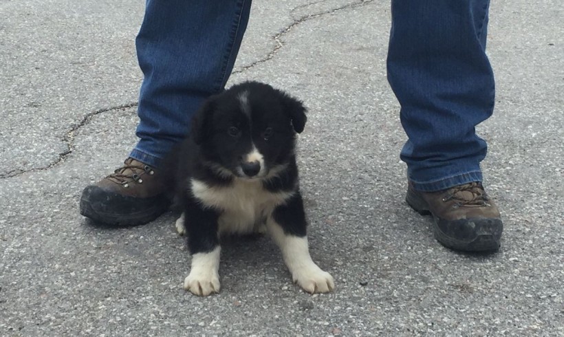 Terremoto, il cucciolo salvato a Castelluccio di Norcia adottato dai vigili del fuoco. Diverrà un cane da soccorso