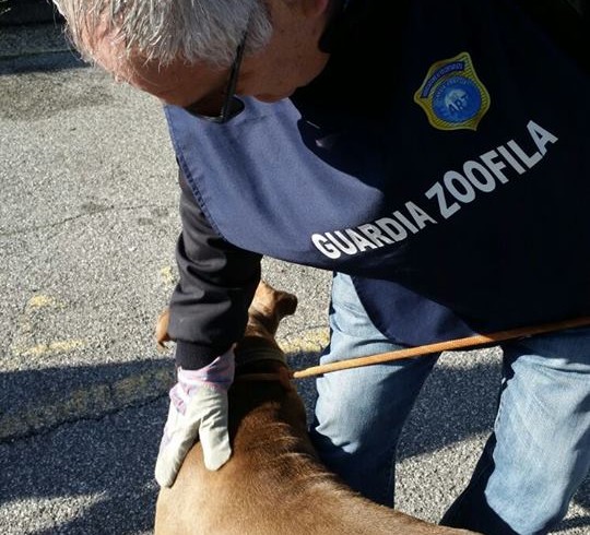 Lasciati senza cibo né acqua: Earth di nuovo in azione a Roma libera 4 cani