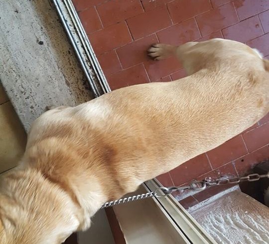 Chiuso in terrazzo a catena perché non entrasse in casa: cane salvato da Earth