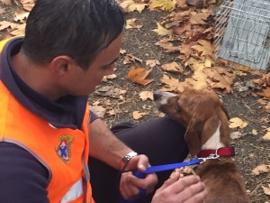 Enpa durante i soccorsi seguiti al terremoto 2016