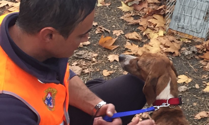 Terremoto, in una settimana 800 gli animali assistiti da Enpa: “Ma almeno in questa situazione si fermino le doppiette”