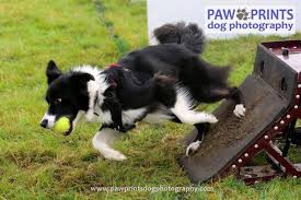 Palline volanti, corse a perdifiato e pedane da premere con la zampa: si scrive Flyball, si legge divertimento… a palla