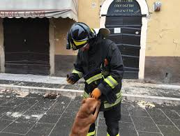 Arriva “Un pasto per loro”, le vittime a 4 zampe del terremoto nel centro Italia