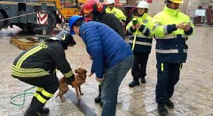 A Norcia la speranza post-terremoto viaggia su quattro zampe: nella zona rossa spunta un cagnolino