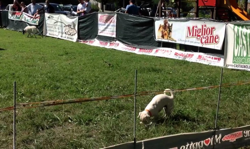 Bella Tartufina sniffa il record mondiale di ricerca tartufi sul ring: dagli Stati Uniti la palma torna italiana dopo 34 anni