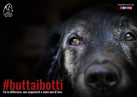 Torna #buttaibotti, l’edizione 2016 della campagna LNDC per feste a misura di pet