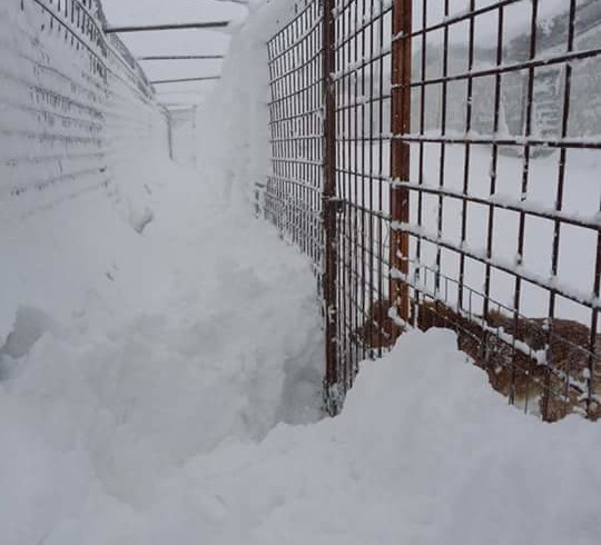 +++ Punto meteo – Nuova allerta neve, LNDC: “Non facciamoci trovare ancora impreparati” +++