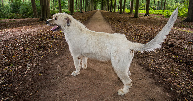 Keon coda da record: con 76.8 centrimetri di sventolio festoso il cane belga entra nel Guinness