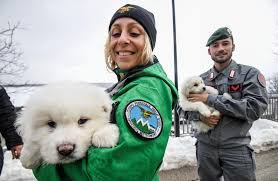 Dramma bianco al Rigopiano, i tre cuccioli trovati in vita riaccendono la speranza di altri sopravvissuti