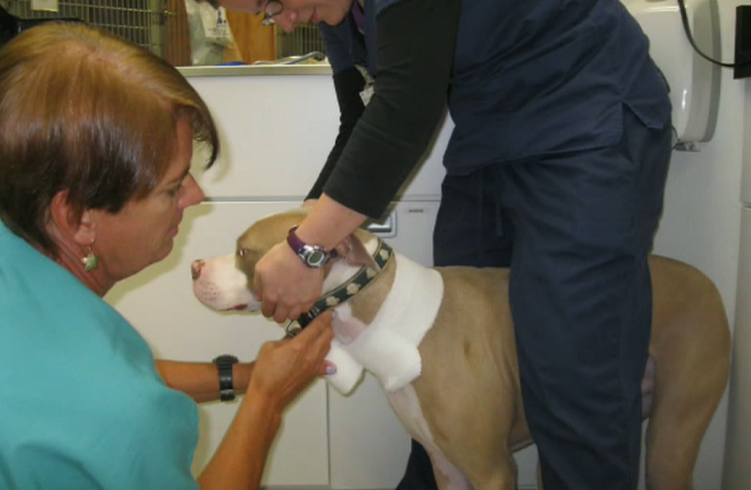 Cane poliziotto rimane ferito: gli salvano la vita Myles e Cricket, donatori di sangue a quattro zampe