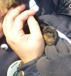 Uno dei cuccioli nati durante l'operazione e salvati