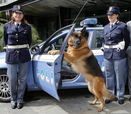 L’agente Warren va in pensione: adozione cercasi per il cane poliziotto