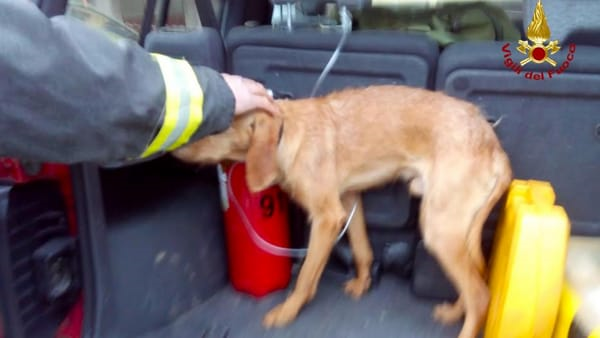 Segugio scivola nel torrente, i vigili del fuoco lo salvano e lo riconsegnano alle braccia dei suoi umani