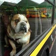 Cani con una zampa sul predellino dei bus toscani: via libera unanime alla legge in commissione regionale