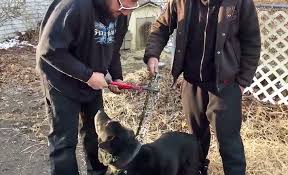 A catena per 15 anni, il cane Bear salvo grazie a una segnalazione. E adesso, per lui, una vecchiaia di terme, hamburger, gite e coccole