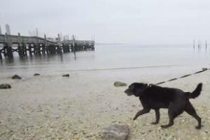 Bear e la sua prima zampettata in acqua