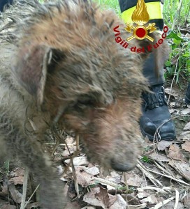 Il cagnolino appena liberato