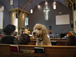 Il parroco allontana una donna col suo cane dalla chiesa: parapiglia animalista a Genzano