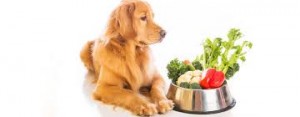 L'alimentazione sana è anche per il cane presidio indispensabile alla prevenzione