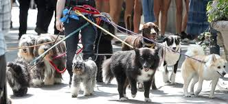 Chi è ai domiciliari non porta a spasso il cane: a Bologna revocato il ‘diritto di bisognino a 4 zampe’ a un indagato