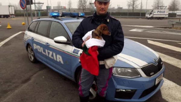 Scaraventano il cucciolo fuori dal finestrino e scappano in auto. Indaga la polizia