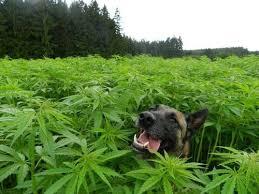 Dogs and The City: a New York è allarme cani intossicati da marijuana