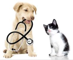 Assistenza veterinaria di base per i pet dei meno abbienti: la Regione Lombardia ci lavora, i veterinari approvano