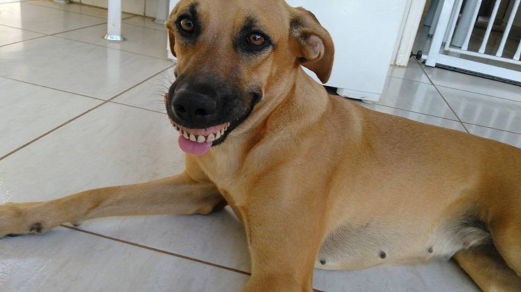 Il cane torna dal giardino con uno strano sorriso: era la dentiera dei vicini