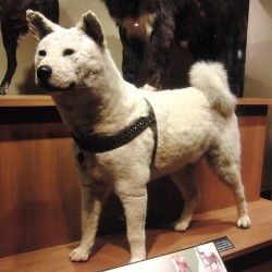 Hachiko impagliato nel Museo Nazionale di Natura e Scienza, a Tokyo