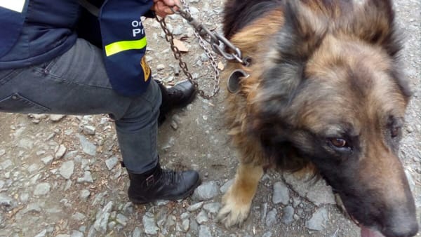 Sette metri per sette chili, la catena in cui è cresciuto Umar è stata spezzata. Ora per il cane della ferrovia una vita di libertà