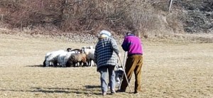 Allenamenti di sheepdog