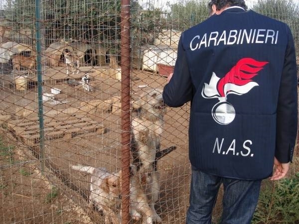 Canile di Palermo, la guerra prosegue a colpi di carte bollate