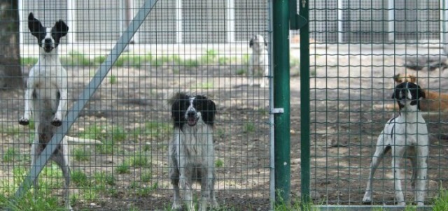 Il canile comunale scuote Palermo: tra polemiche e braccio di ferro, quale futuro per i cani? Il punto del Comune