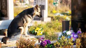 Pietrasanta apre ai cani al cimitero. Il sindaco Mallegni: “Lì riposano anche i loro cari”