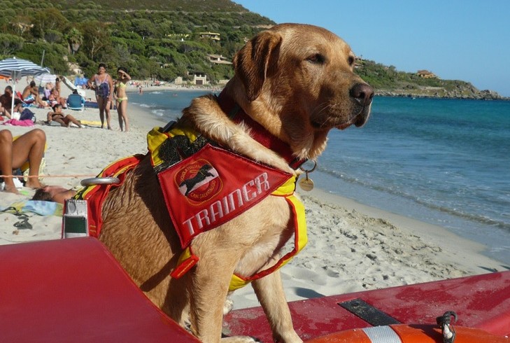 “A quattro zampe nelle onde”: i cani della Sics nella fiaba di Ambrosino. Presentazione a Firenze