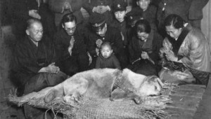 hachiko morto