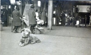 hachiko-stazione