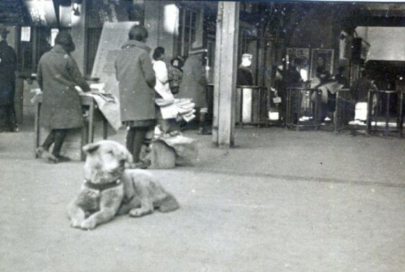 8 marzo non solo festa della donna: in Giappone oggi si ricorda la fedeltà del cane Hachiko