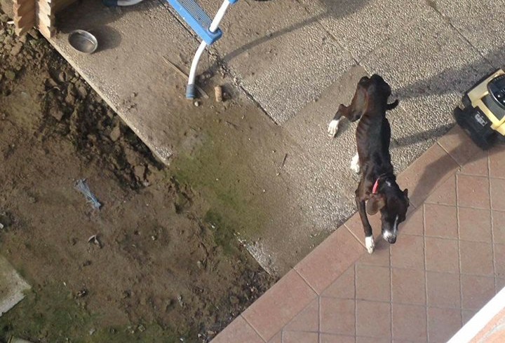 Malnutrito e circondato da escrementi: cane salvato a Jesolo grazie alle segnalazioni dei vicini