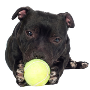 staffordshire bull terrier dog holding a ball