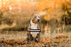 Un cane di razza pitbull (Pablo Abbatangelo photo)