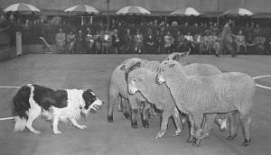 Dal repertorio del Border Collie Museum