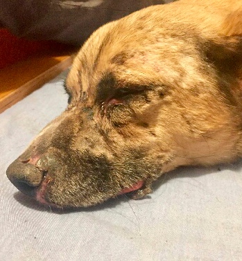 Cane avvelenato con l’acido, forse perderà un occhio. Salvo grazie ai soccorsi tempestivi dei suoi umani e del vet