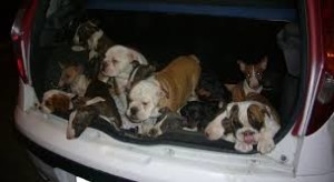 traffico cuccioli