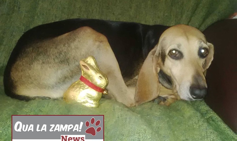 Buona Pasqua da qualazampa.news e dalla sua segugia mascotte Erly! Noi torniamo martedì!