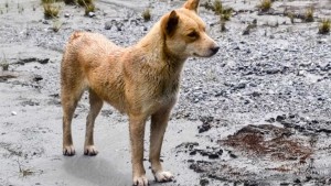 cane-selvaggio-della-nuova-guinea